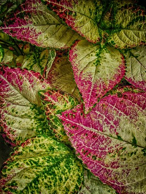 color leaves 2